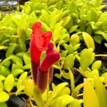 Aeschynanthus Radicans Red 'Lipstick Plant'