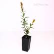 Callistemon Cameo Pink