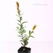 Callistemon Cameo Pink