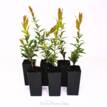 Callistemon Cameo Pink