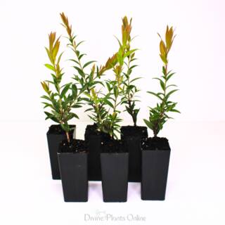 Callistemon Cameo Pink