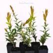Callistemon Cameo Pink