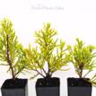 Cupressus macrocarpa Donard Gold