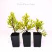 Cupressus macrocarpa Donard Gold