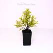 Cupressus macrocarpa Donard Gold