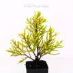 Cupressus macrocarpa Donard Gold