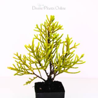 Cupressus macrocarpa Donard Gold