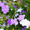 Brunfelsia latifolia