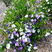 Brunfelsia latifolia