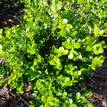 Buxus microphylla japonica