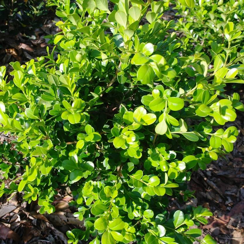 Buxus microphylla japonica – Divine Plants Online Shop