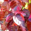 Acalypha wilkesiana Bronze Pink