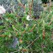 Callistemon citrinus White Anzac