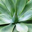 Agave attenuata