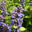 Ajuga reptans Purpurea