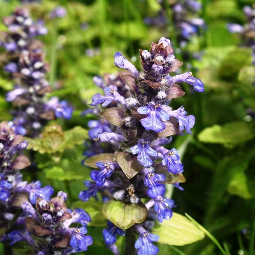 Ajuga reptans Purpurea