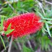 Callistemon viminalis Rose Opal