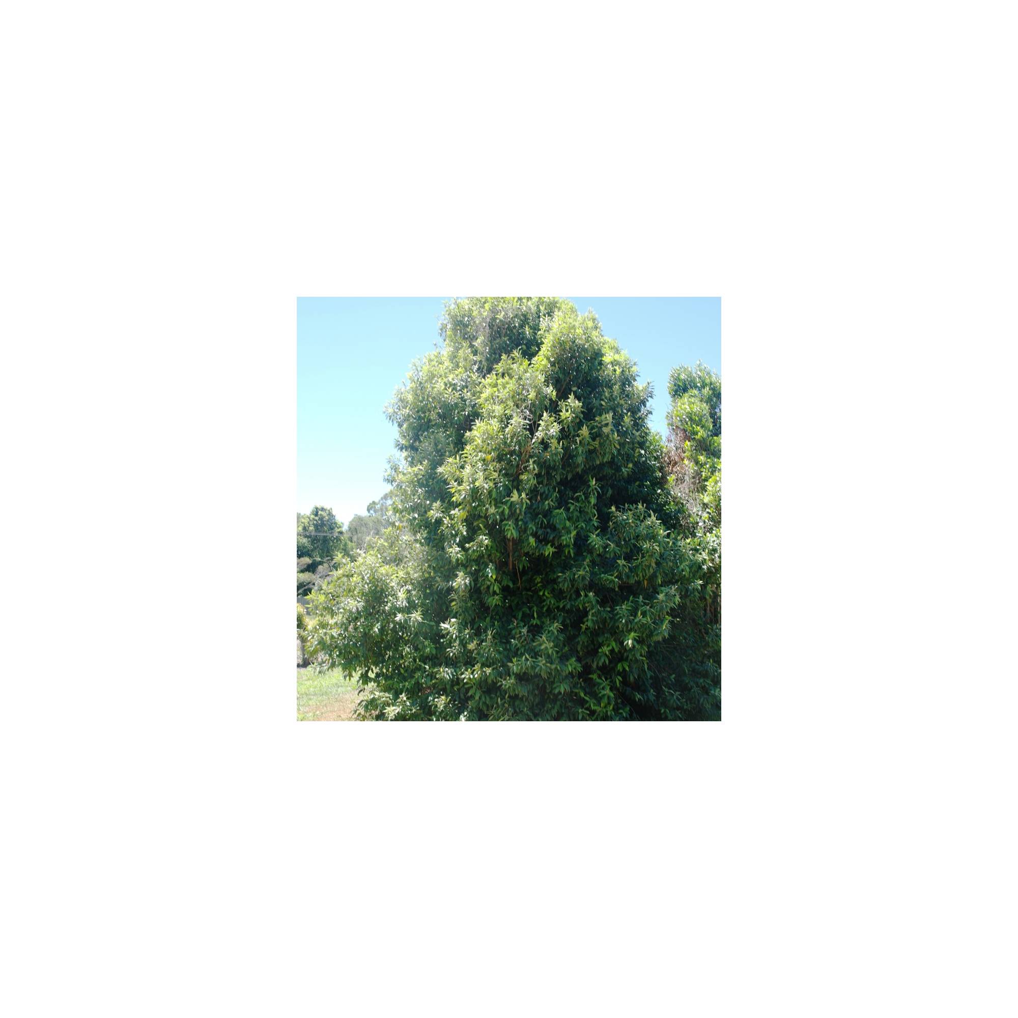 Backhousia citriodora Divine Plants Online Shop