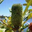 Banksia robur