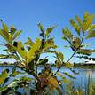 Banksia robur