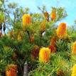 Banksia spinulosa