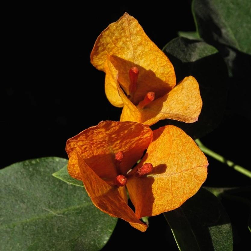 Bougainvillea California Gold