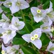 Bougainvillea White Cascade