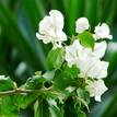 Bougainvillea White Cascade