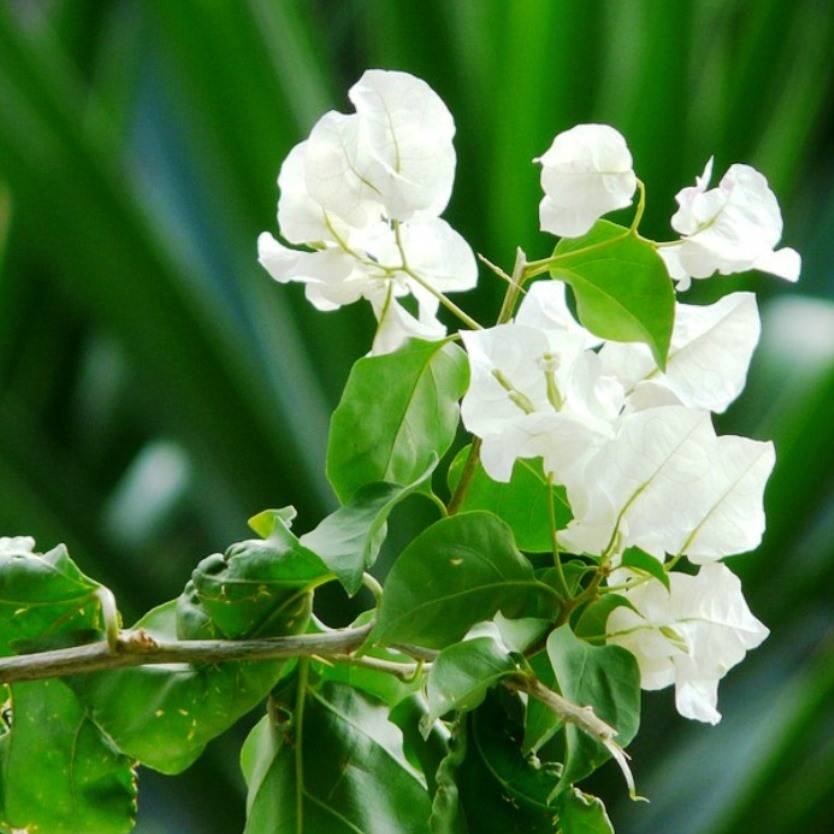 Bougainvillea White Cascade