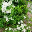 Bougainvillea White Cascade