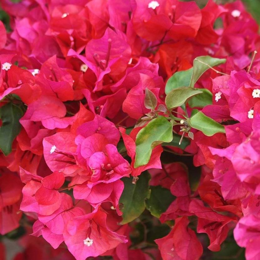 Bougainvillea Louis Wathen