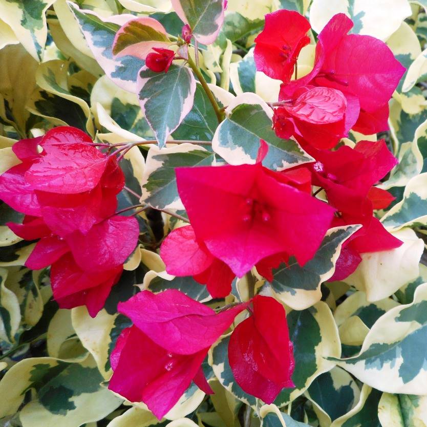 Bougainvillea Raspberry Ice