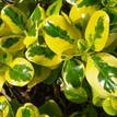 Euonymus fortunei Gold Splash