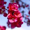 Bougainvillea Starfire