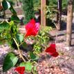 Bougainvillea Starfire