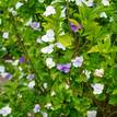 Brunfelsia australis Sweet & Petite