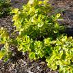 Euonymus fortunei Gold Splash