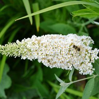 Buddleja davidii White Bouquet