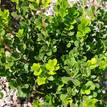 Buxus sempervirens