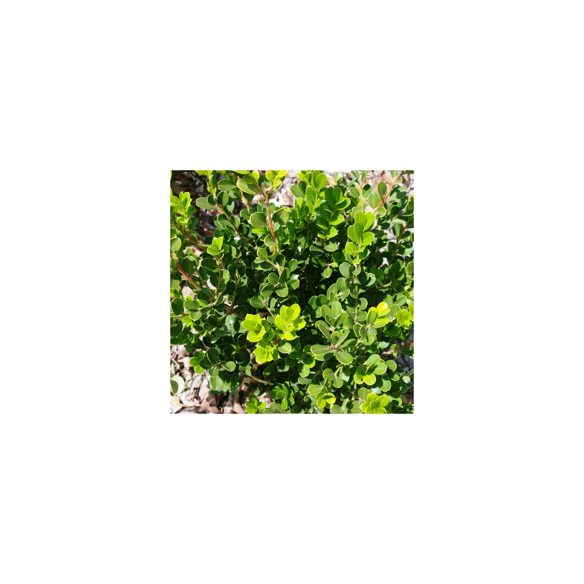 Buxus sempervirens Divine Plants Online Shop