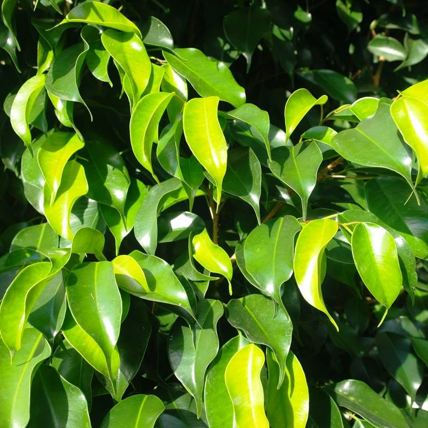 Ficus Midnight Beauty