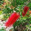 Callistemon citrinus Endeavour