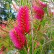 Callistemon salignus Eureka