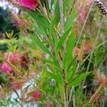 Callistemon salignus Eureka