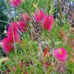 Callistemon salignus Eureka