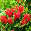 Callistemon Kings Park Special