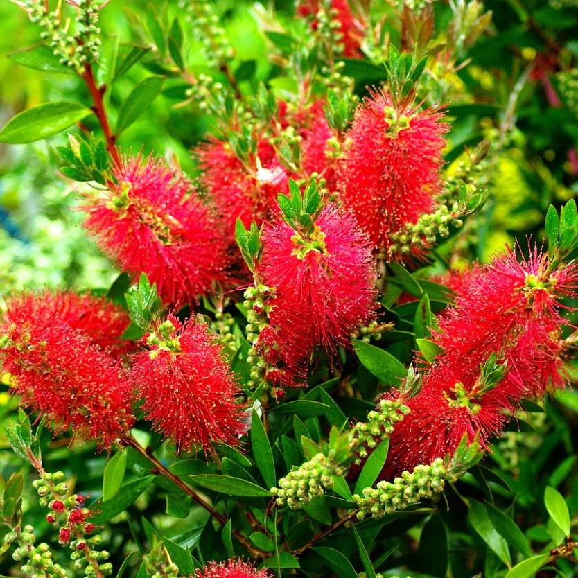 Callistemon Kings Park Special Divine Plants Online Shop