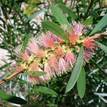 Callistemon viminalis Pink Champagne