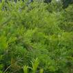 Callistemon viminalis Rose Opal