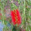 Callistemon viminalis Dawson River Weeper